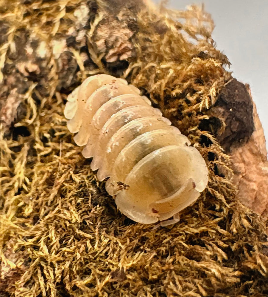 Cubaris sp "Albino Ducky"