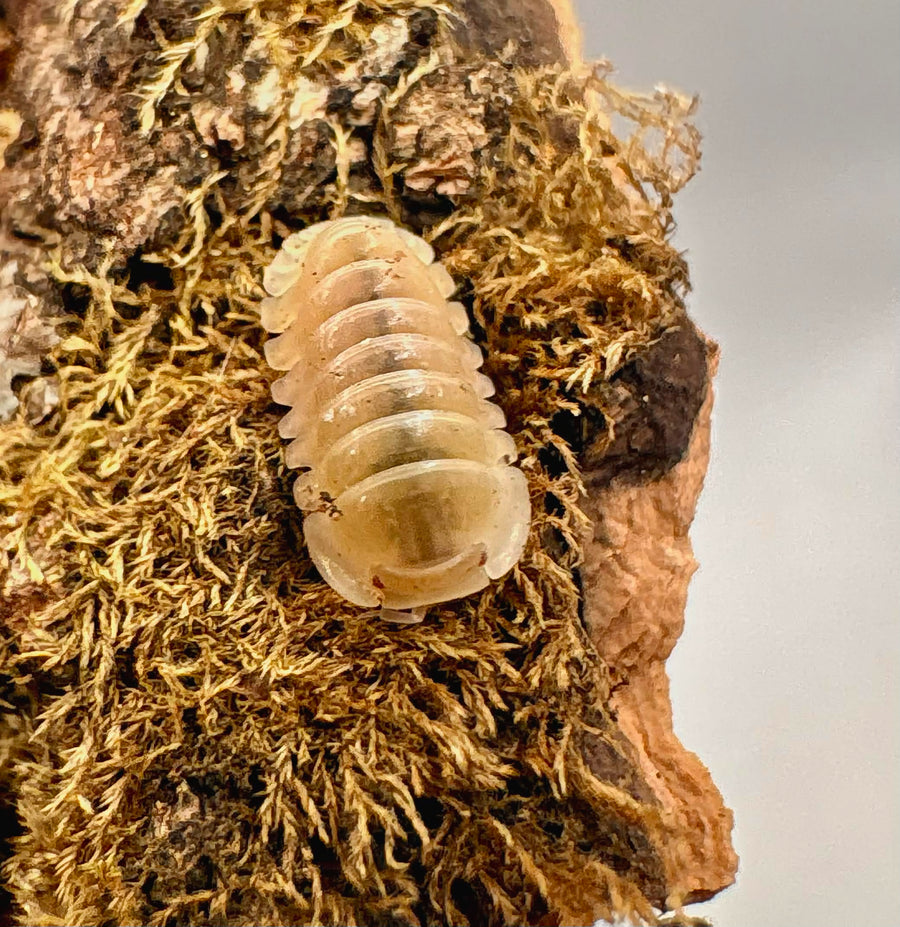 Cubaris sp "Albino Ducky"