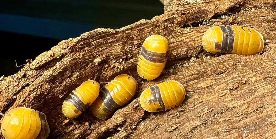 Cubaris sp "Amber Ducky"