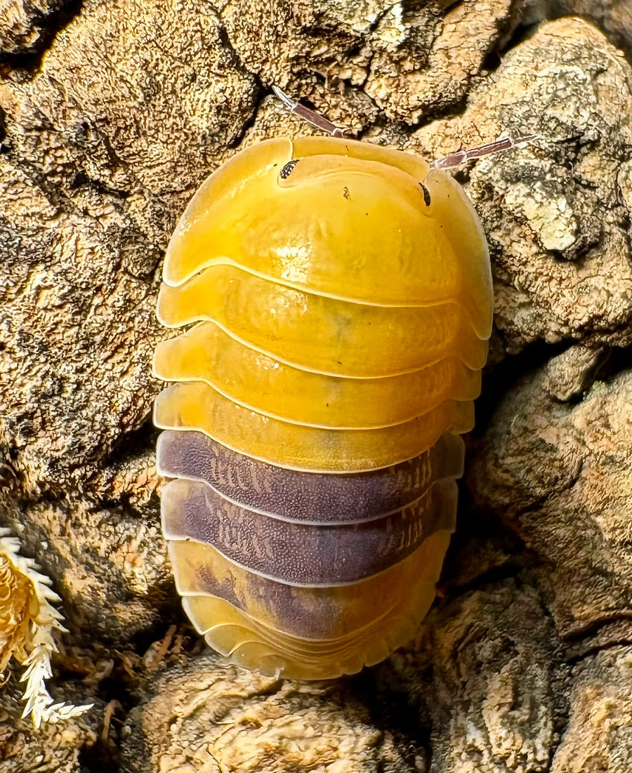 Cubaris sp "Amber Ducky"