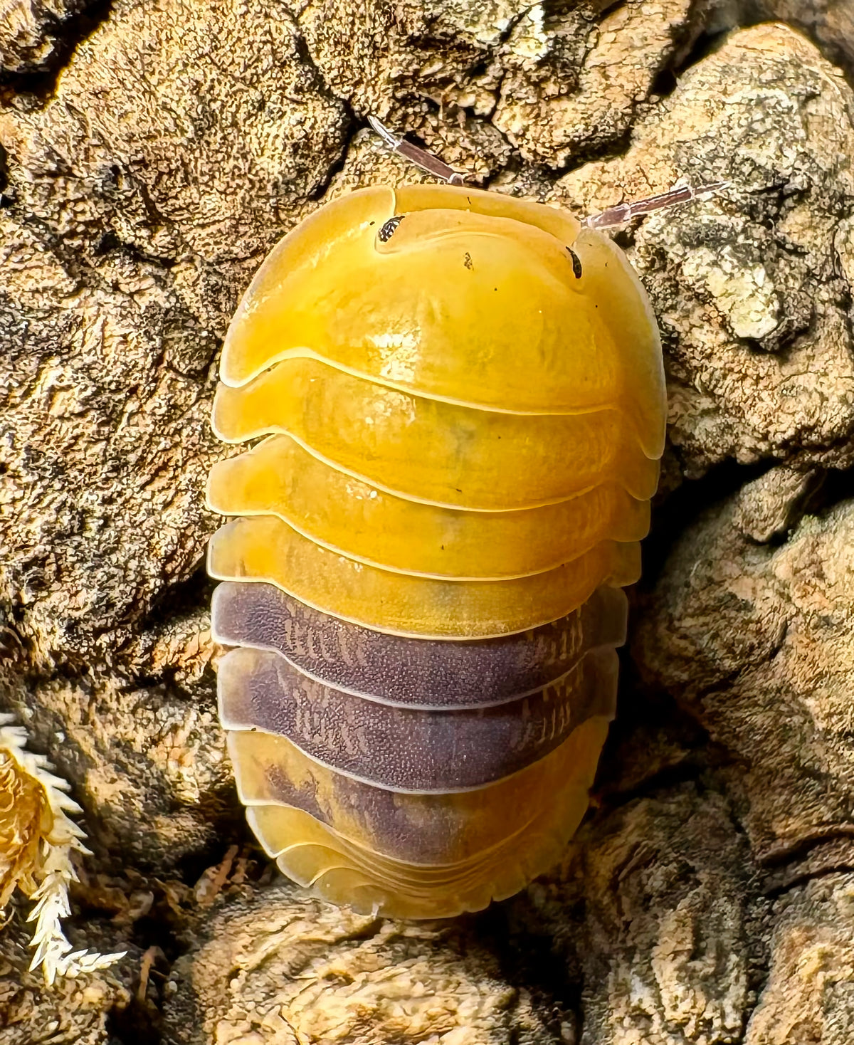 Cubaris sp "Amber Ducky"
