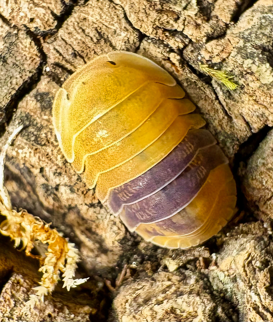 Cubaris sp "Amber Ducky"