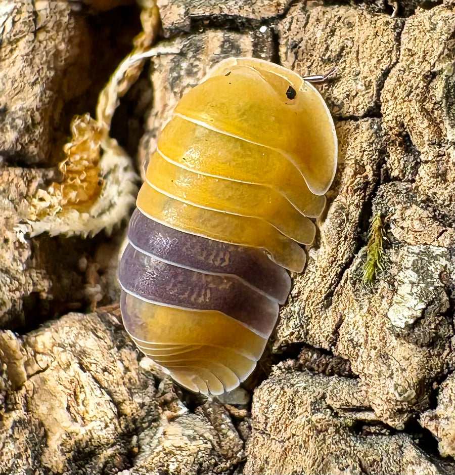 Cubaris sp "Amber Ducky"