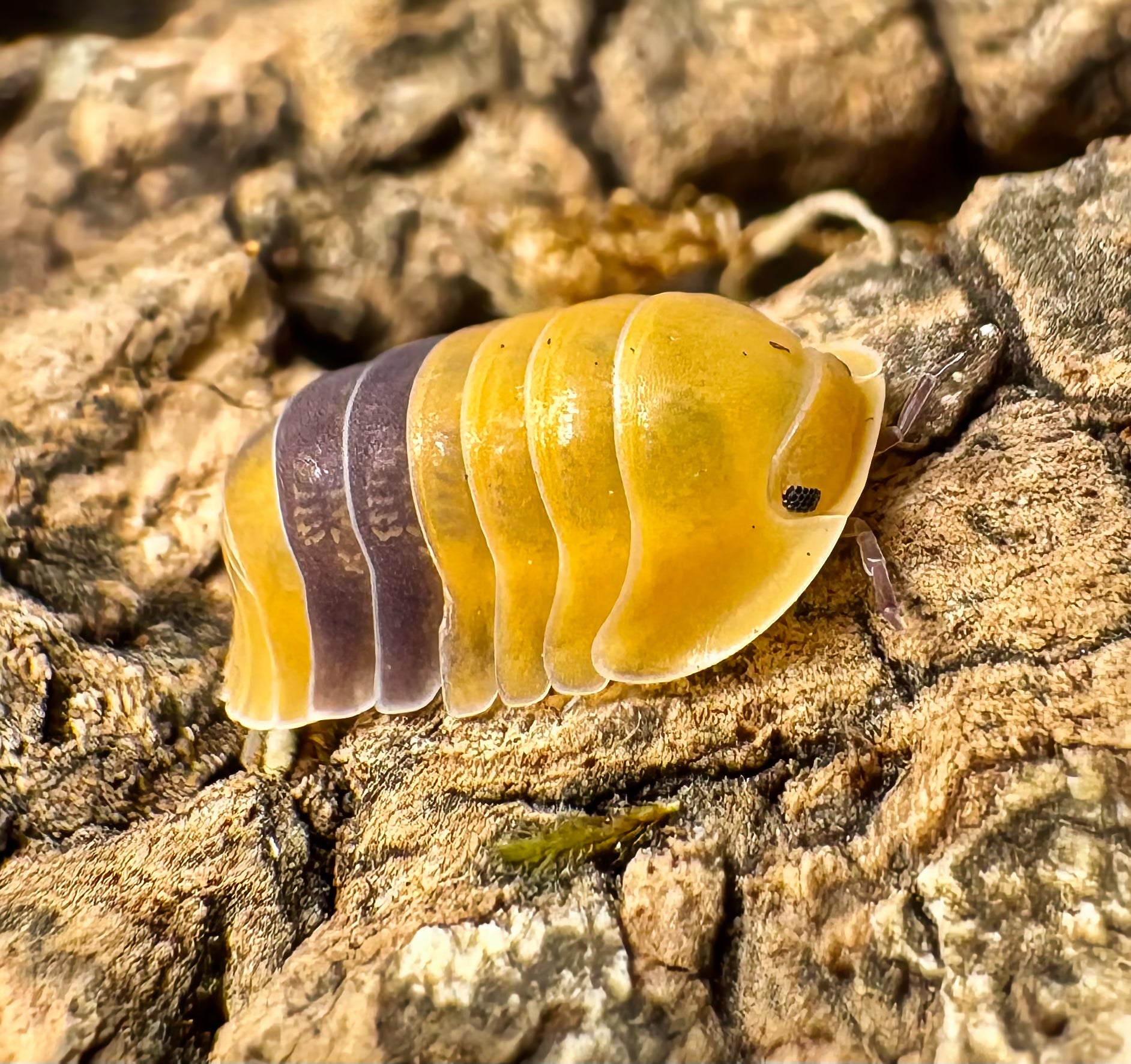 Cubaris sp "Amber Ducky"