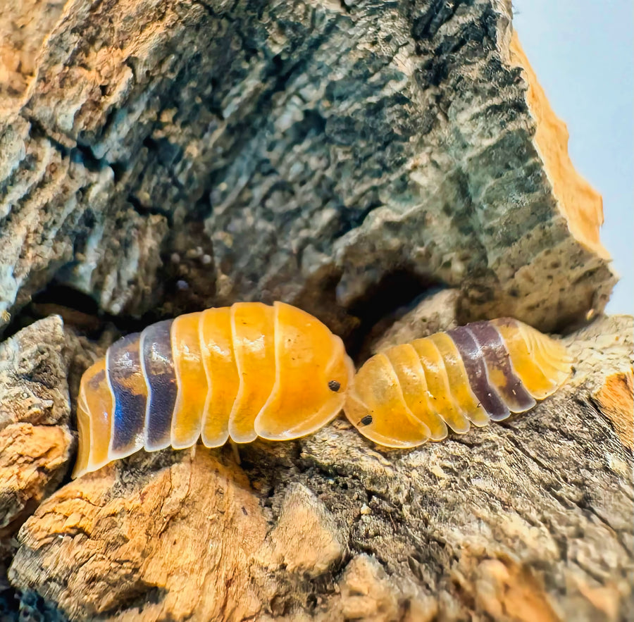 Cubaris sp "Amber Ducky"