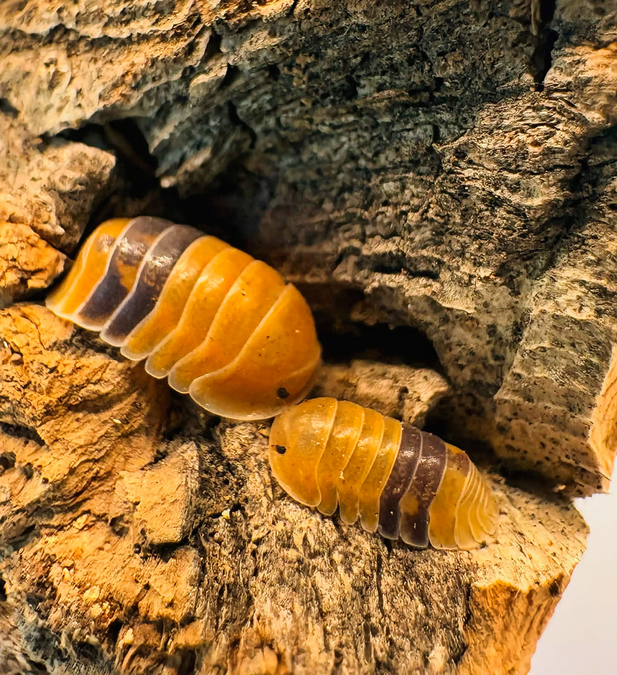 Cubaris sp "Amber Ducky"