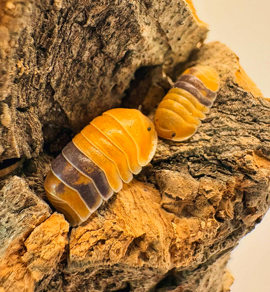 Cubaris sp "Amber Ducky"
