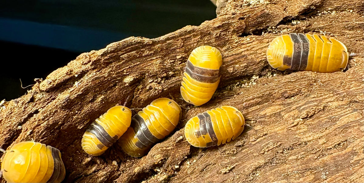 Cubaris sp "Amber Ducky"