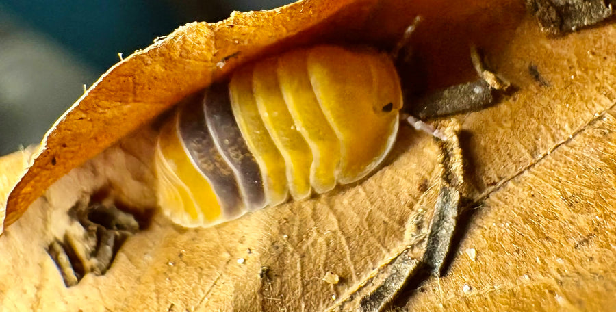 Cubaris sp "Amber Ducky"