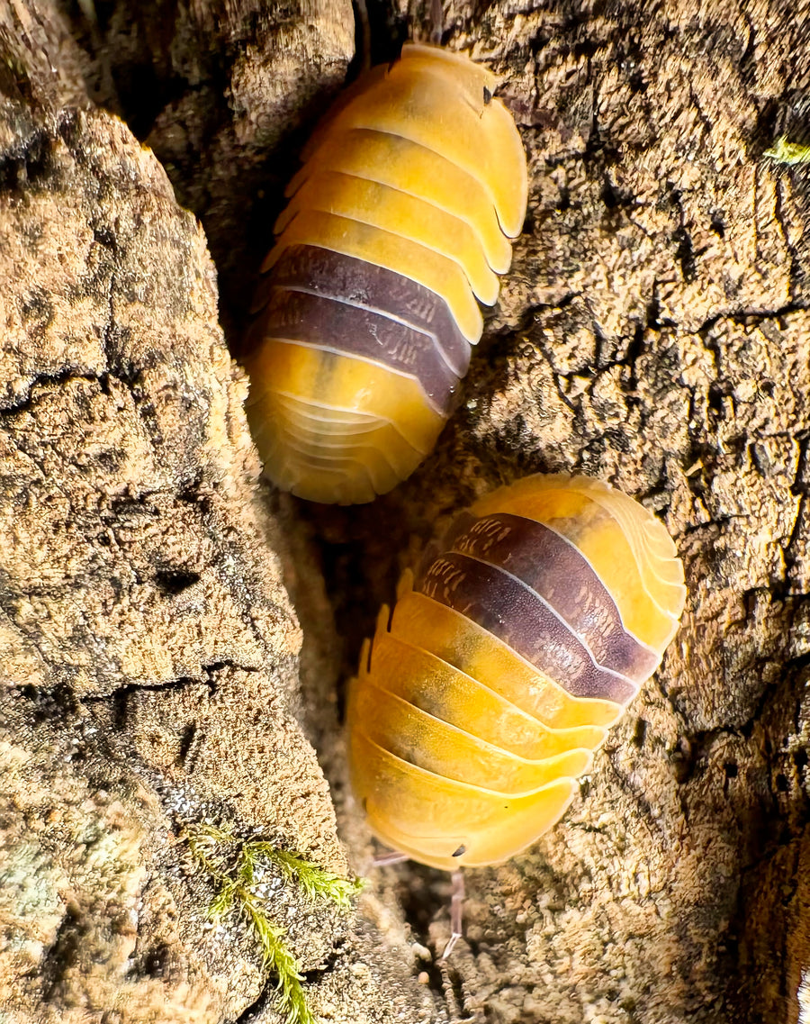 Cubaris sp "Amber Ducky"