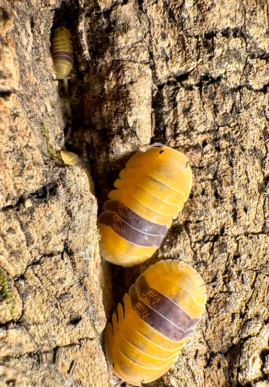 Cubaris sp "Amber Ducky"