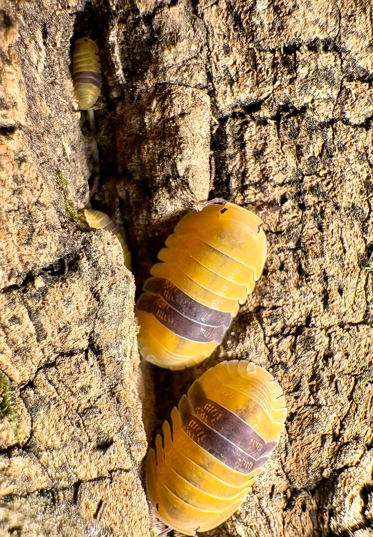 Cubaris sp "Amber Ducky"