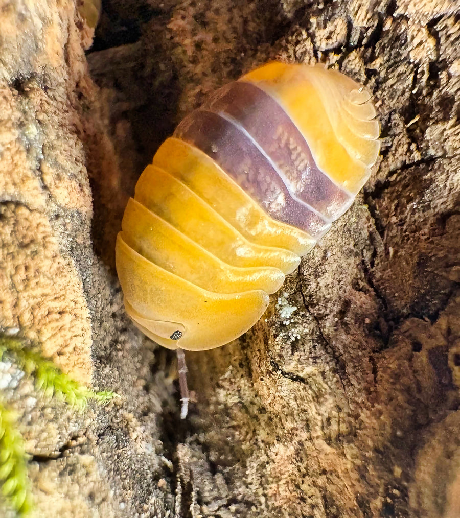 Cubaris sp "Amber Ducky"