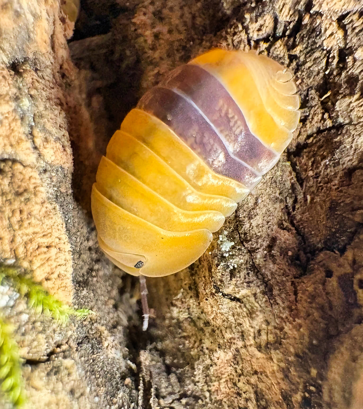 Cubaris sp "Amber Ducky"