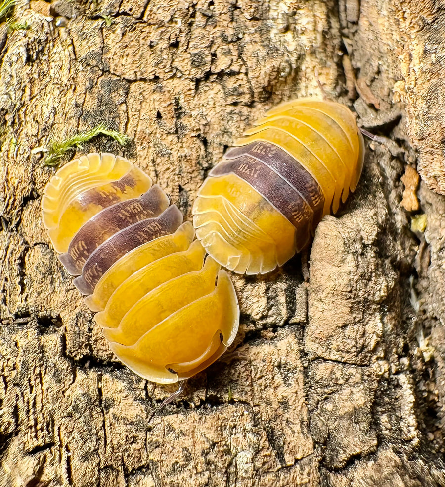 Cubaris sp "Amber Ducky"
