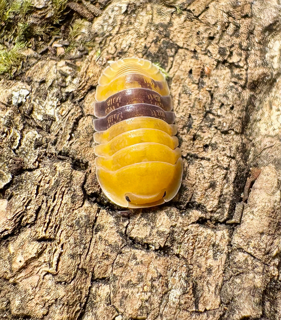 Cubaris sp "Amber Ducky"