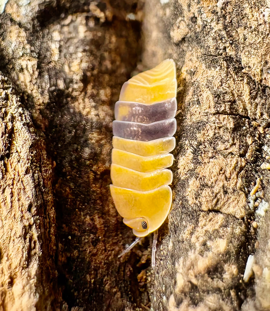 Cubaris sp "Amber Ducky"