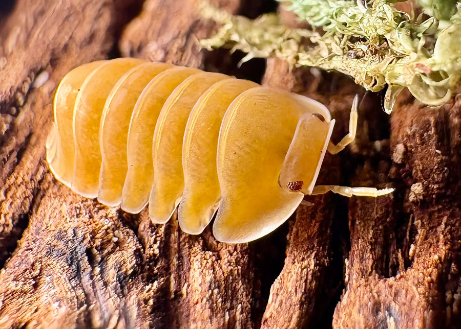 Cubaris sp "Amber Ducky Patternless"