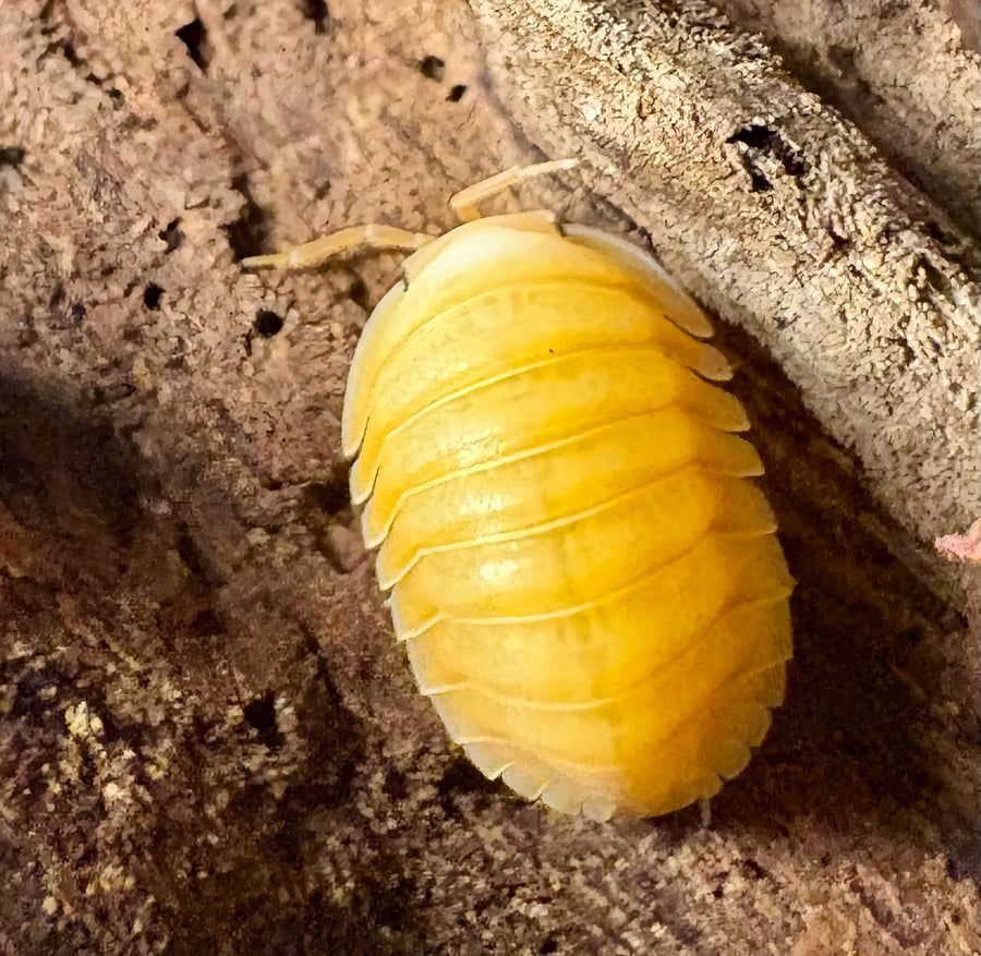Cubaris sp "Amber Ducky Patternless"