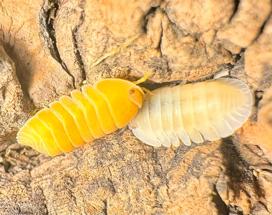 Cubaris sp "Amber Ducky Patternless"
