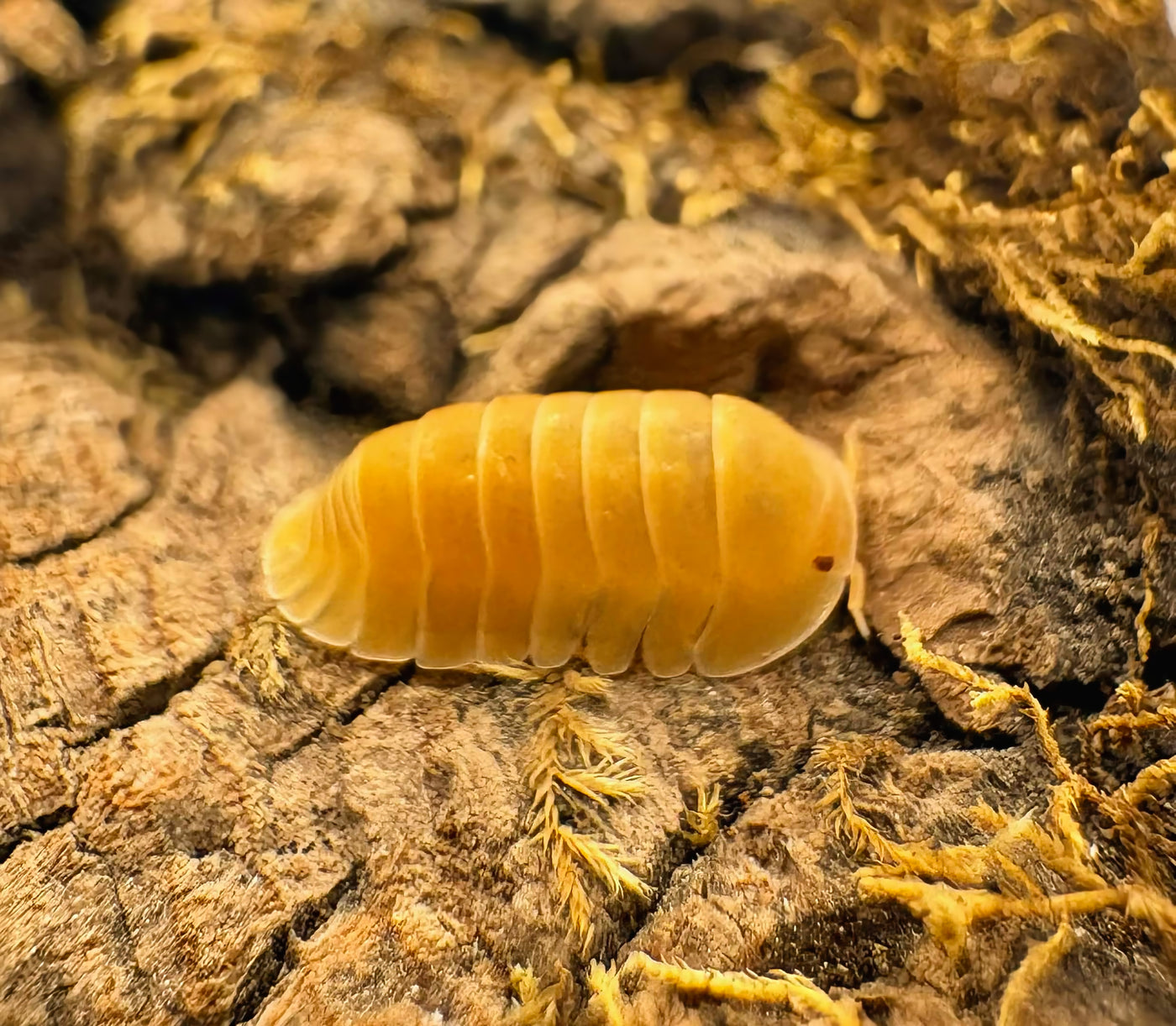 Cubaris sp "Amber Ducky Patternless"