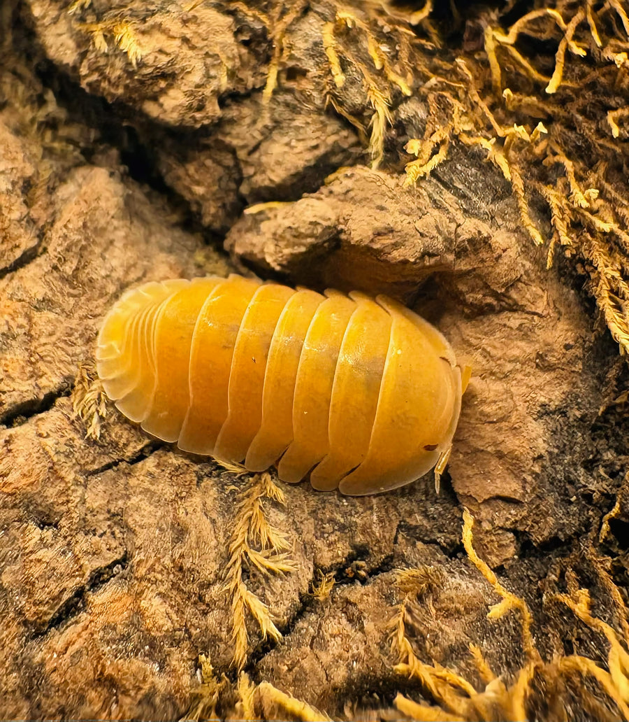 Cubaris sp "Amber Ducky Patternless"