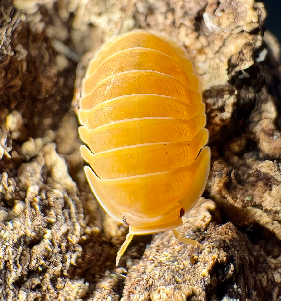 Cubaris sp "Amber Ducky Patternless"