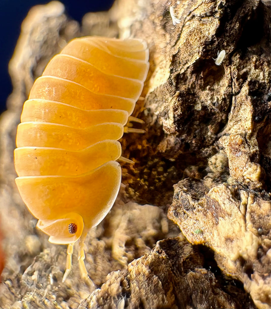 Cubaris sp "Amber Ducky Patternless"