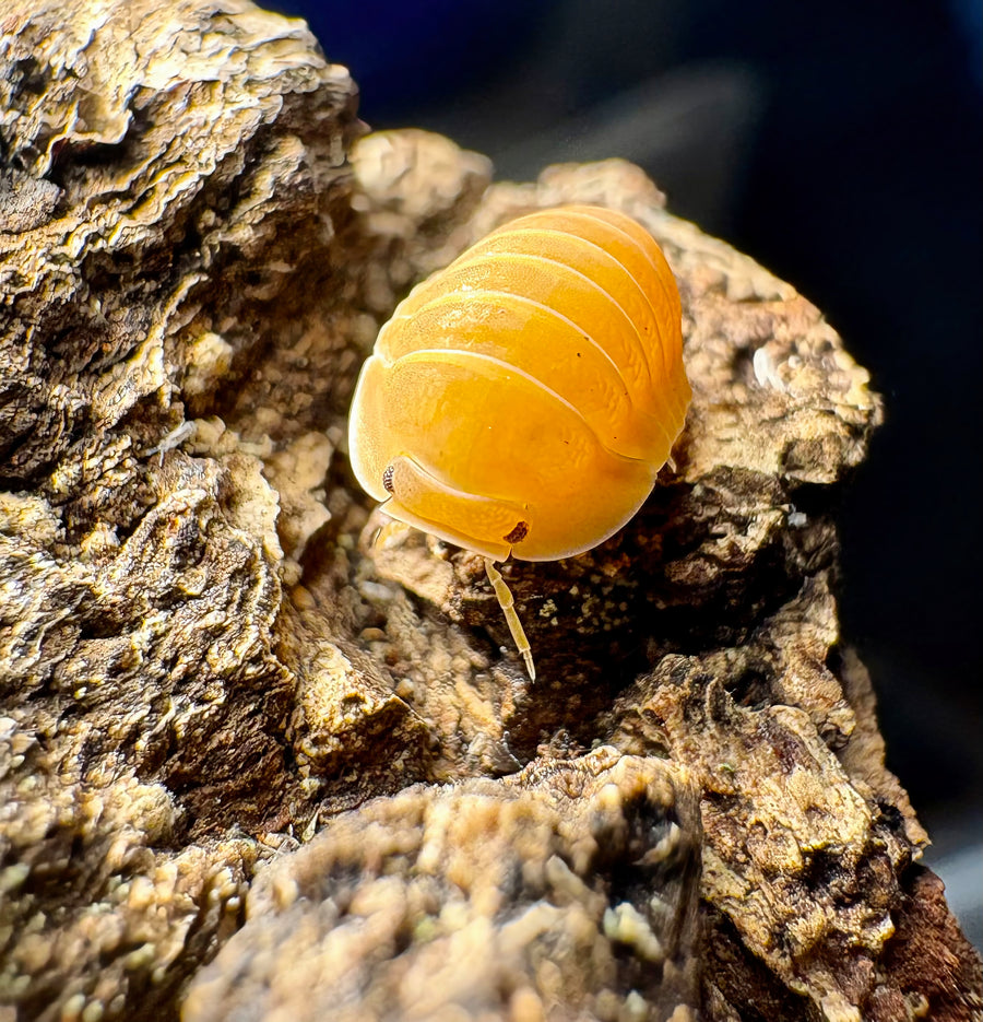 Cubaris sp "Amber Ducky Patternless"