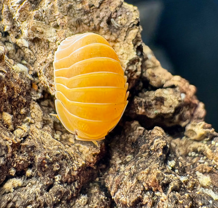 Cubaris sp "Amber Ducky Patternless"