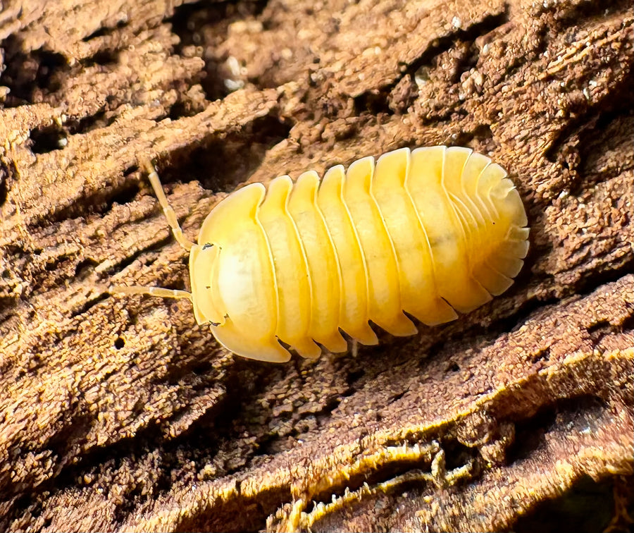 Cubaris sp "Amber Ducky Patternless"