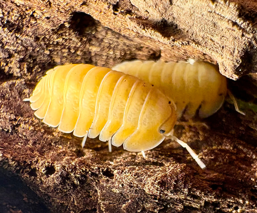 Cubaris sp "Amber Ducky Patternless"