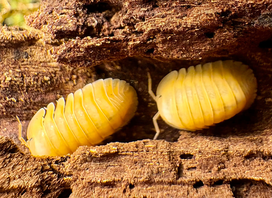 Cubaris sp "Amber Ducky Patternless"