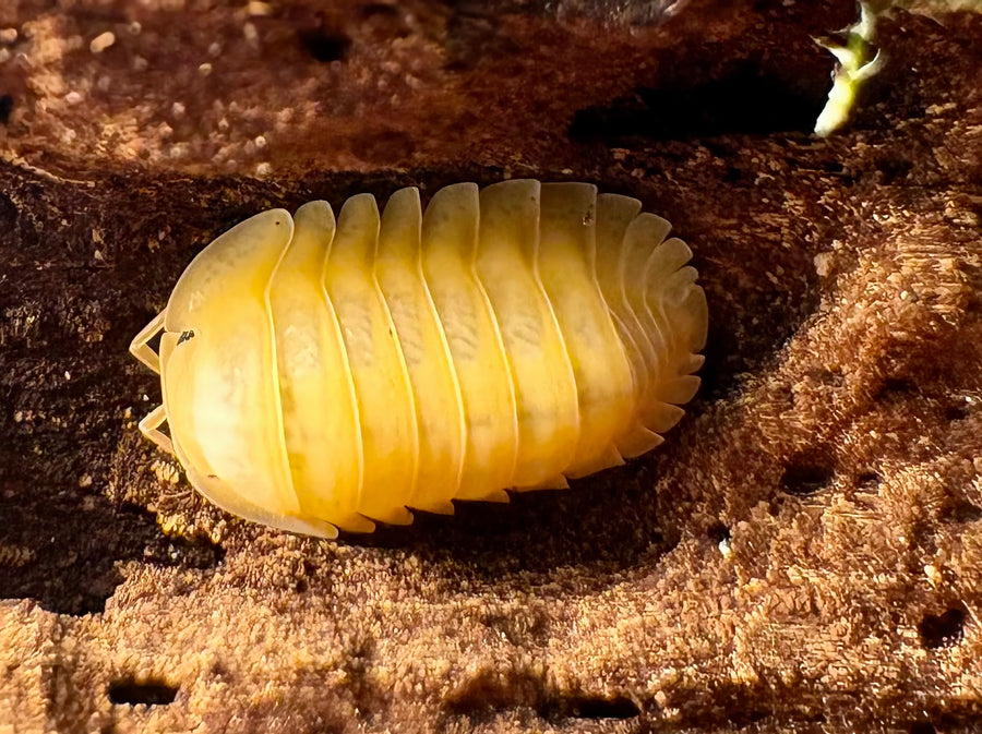 Cubaris sp "Amber Ducky Patternless"