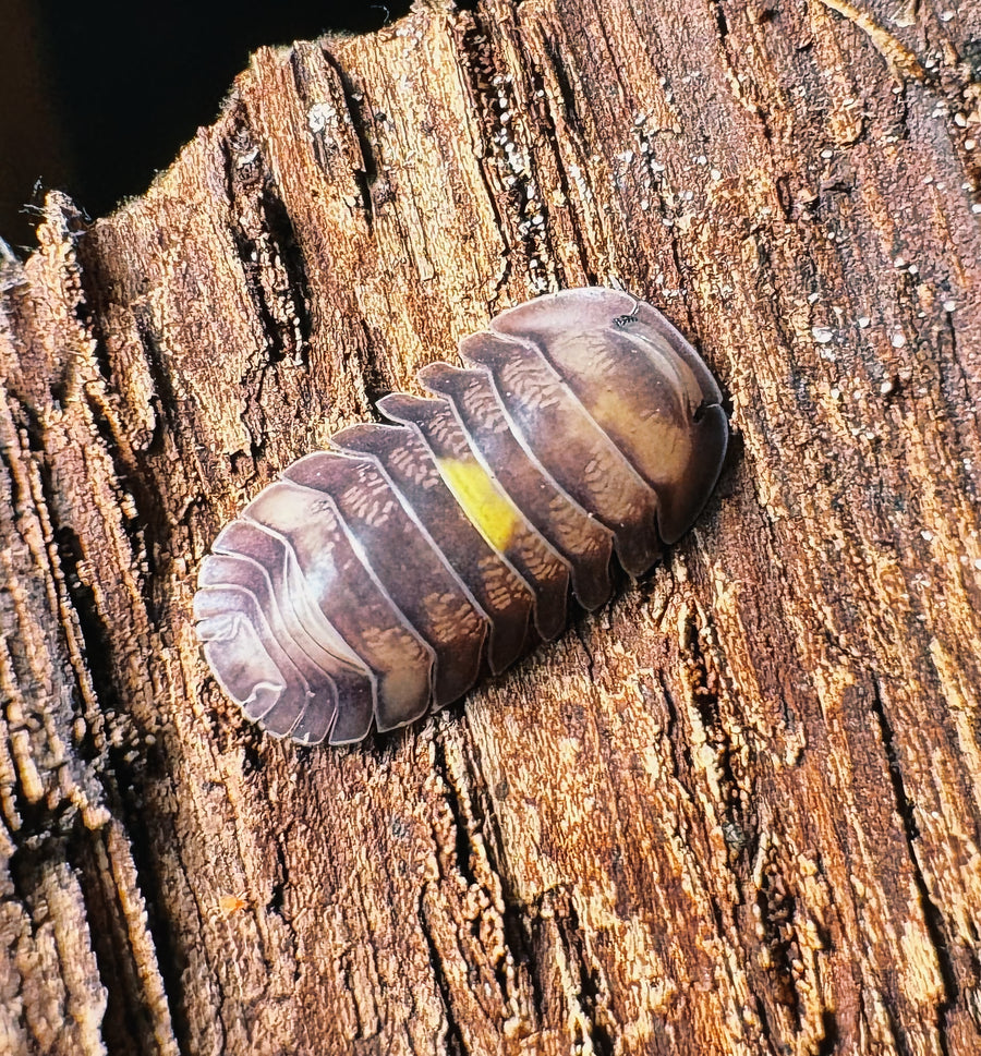 Cubaris sp "Amber Firefly DCF"