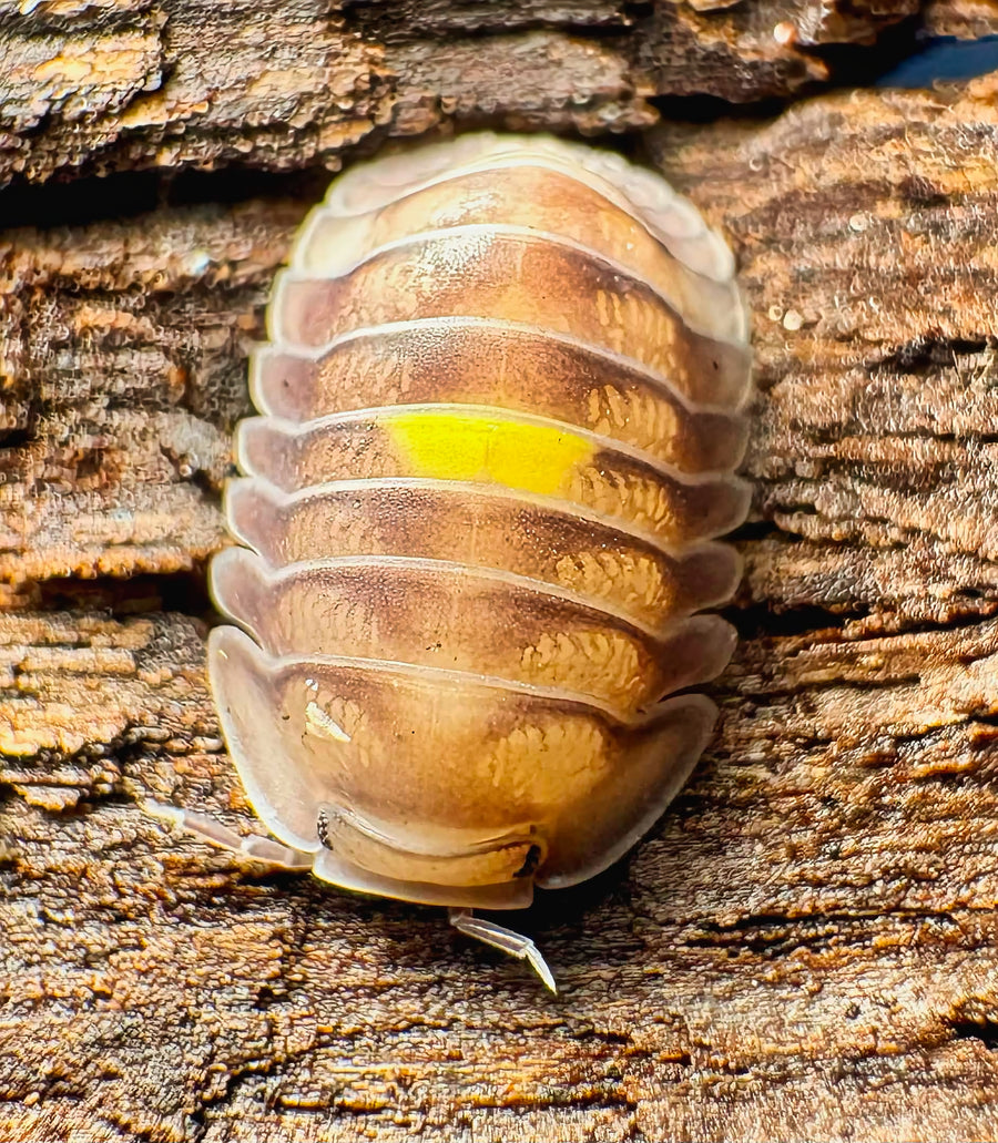 Cubaris sp "Amber Firefly DCF"