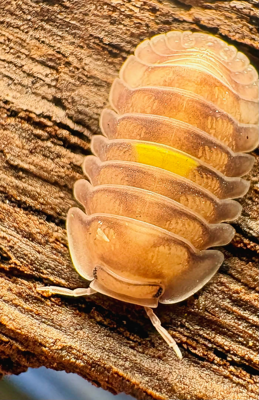 Cubaris sp "Amber Firefly DCF"