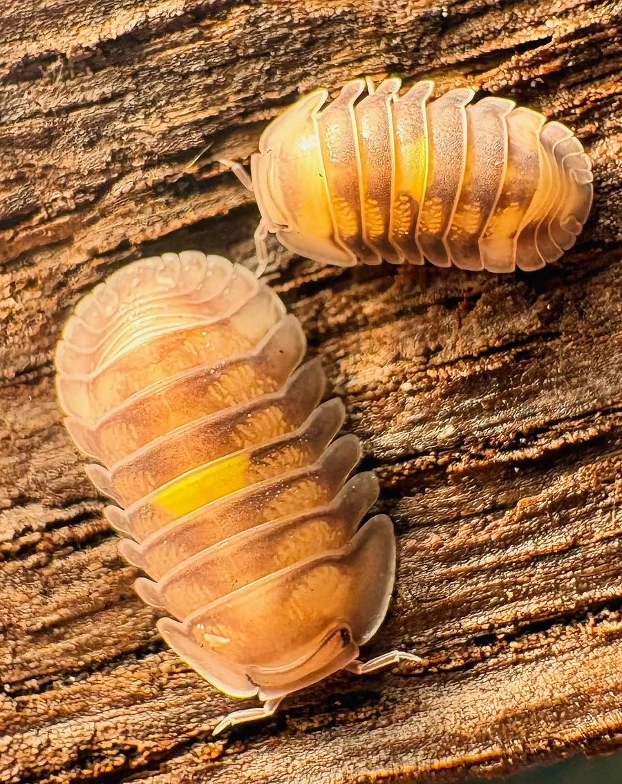 Cubaris sp "Amber Firefly DCF"