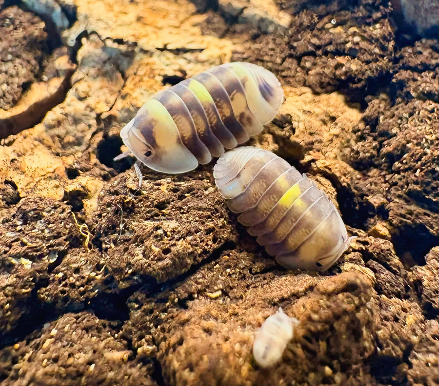 Cubaris sp "Amber Firefly DCF"