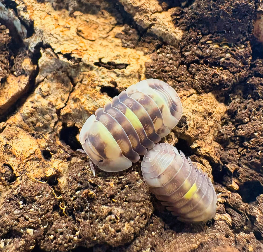 Cubaris sp "Amber Firefly DCF"