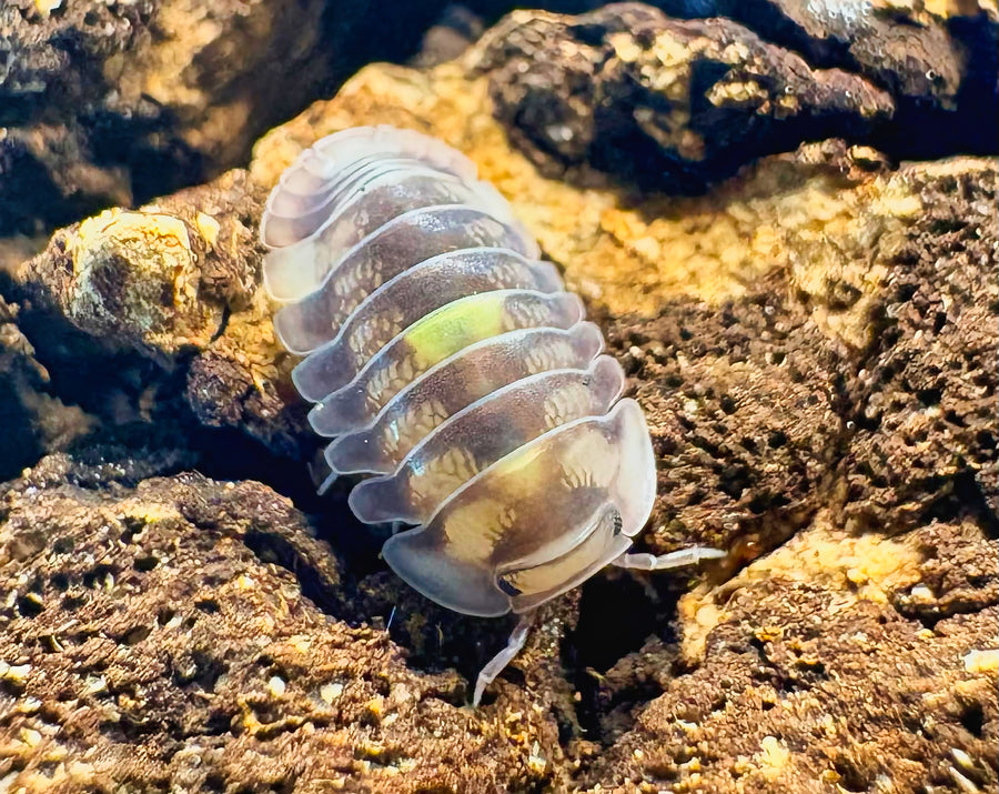 Cubaris sp "Amber Firefly DCF"