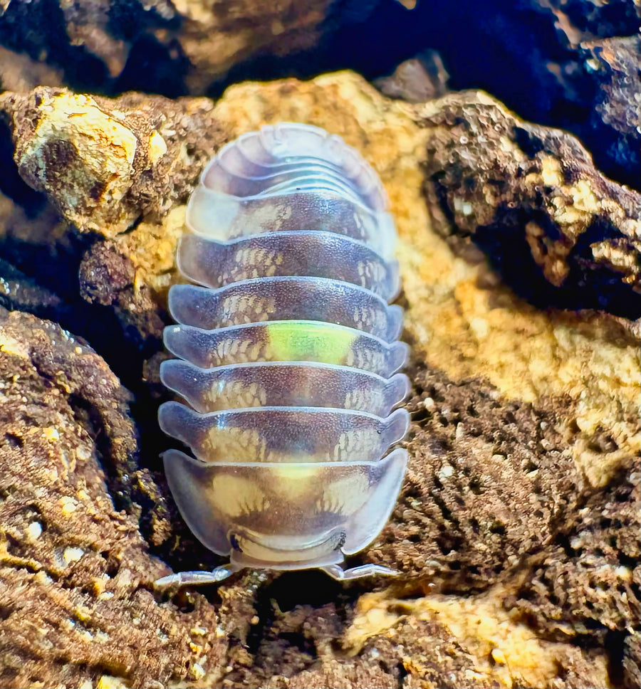 Cubaris sp "Amber Firefly DCF"