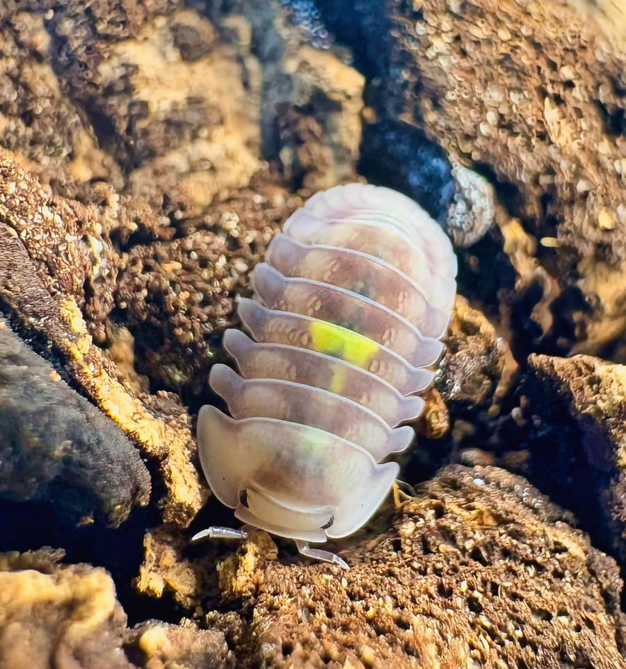 Cubaris sp "Amber Firefly DCF"
