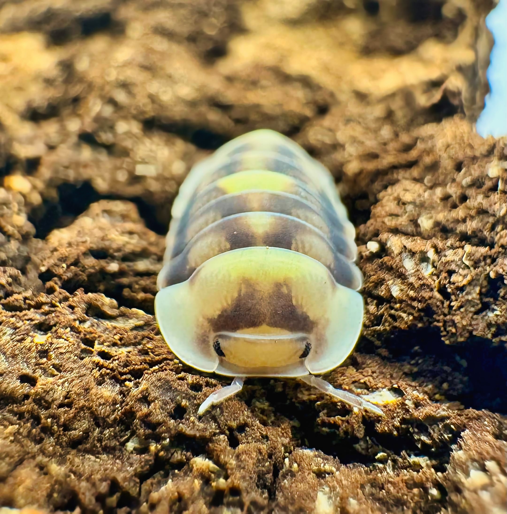 Cubaris sp "Amber Firefly DCF"