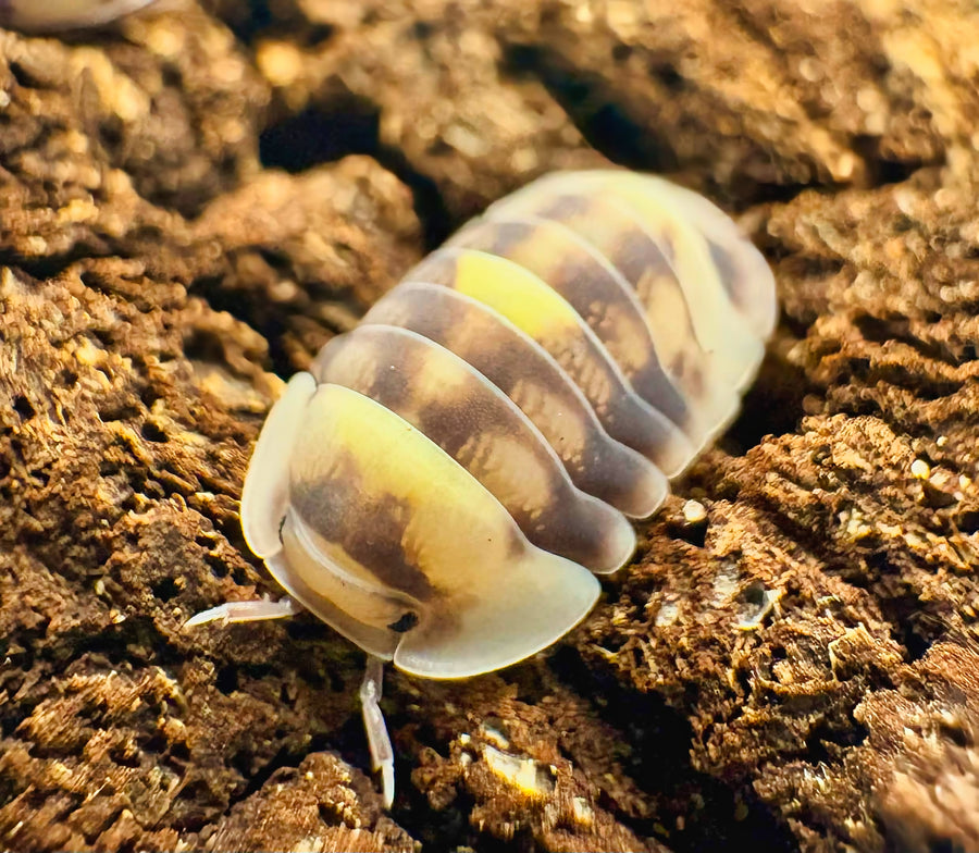 Cubaris sp "Amber Firefly DCF"