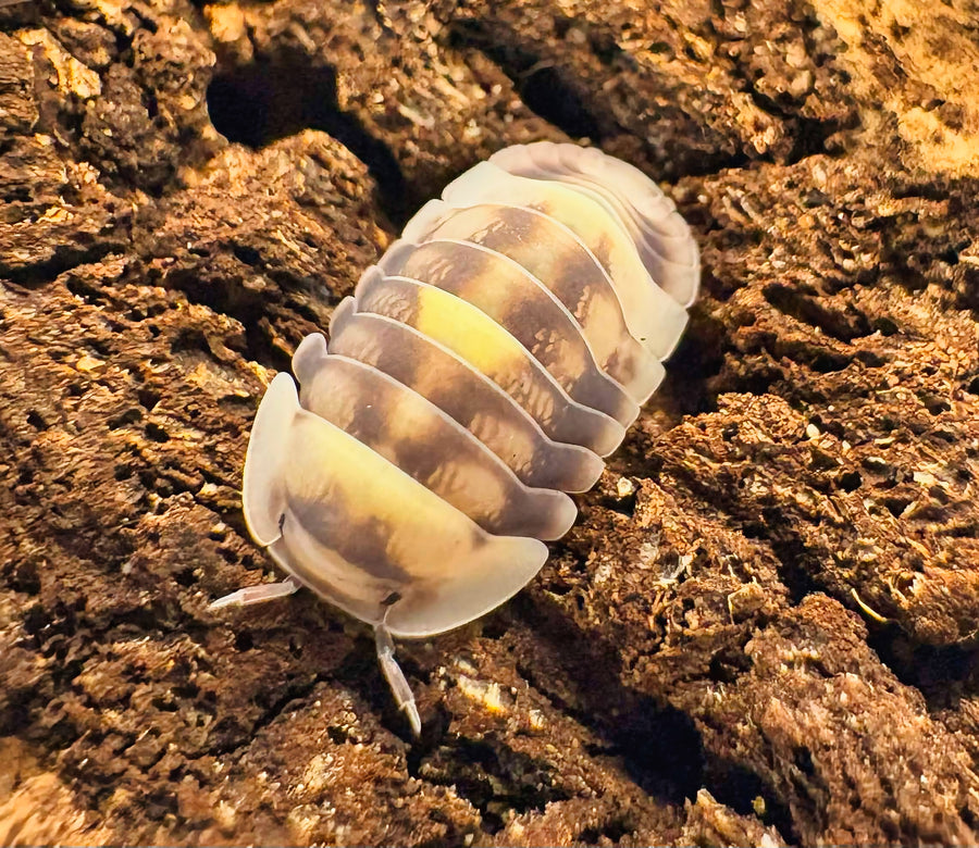 Cubaris sp "Amber Firefly DCF"