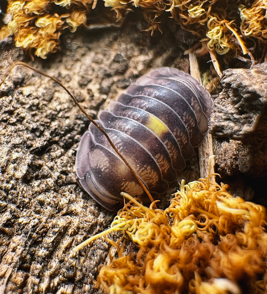 Cubaris sp "Amber Firefly DCF"