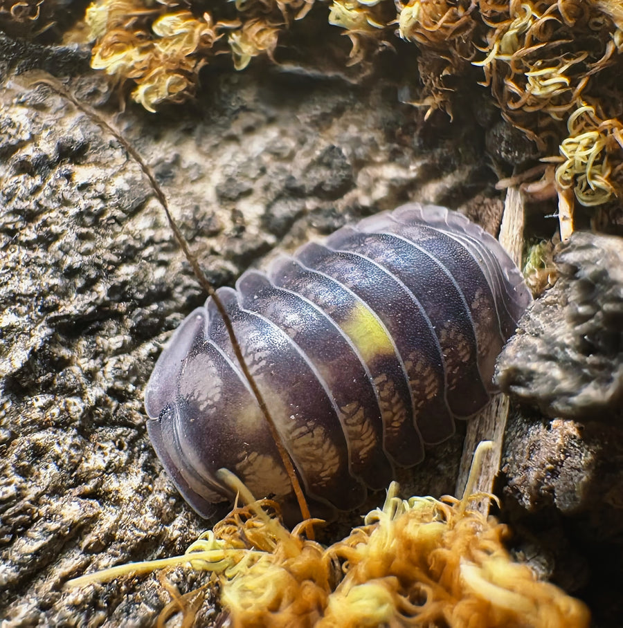 Cubaris sp "Amber Firefly DCF"