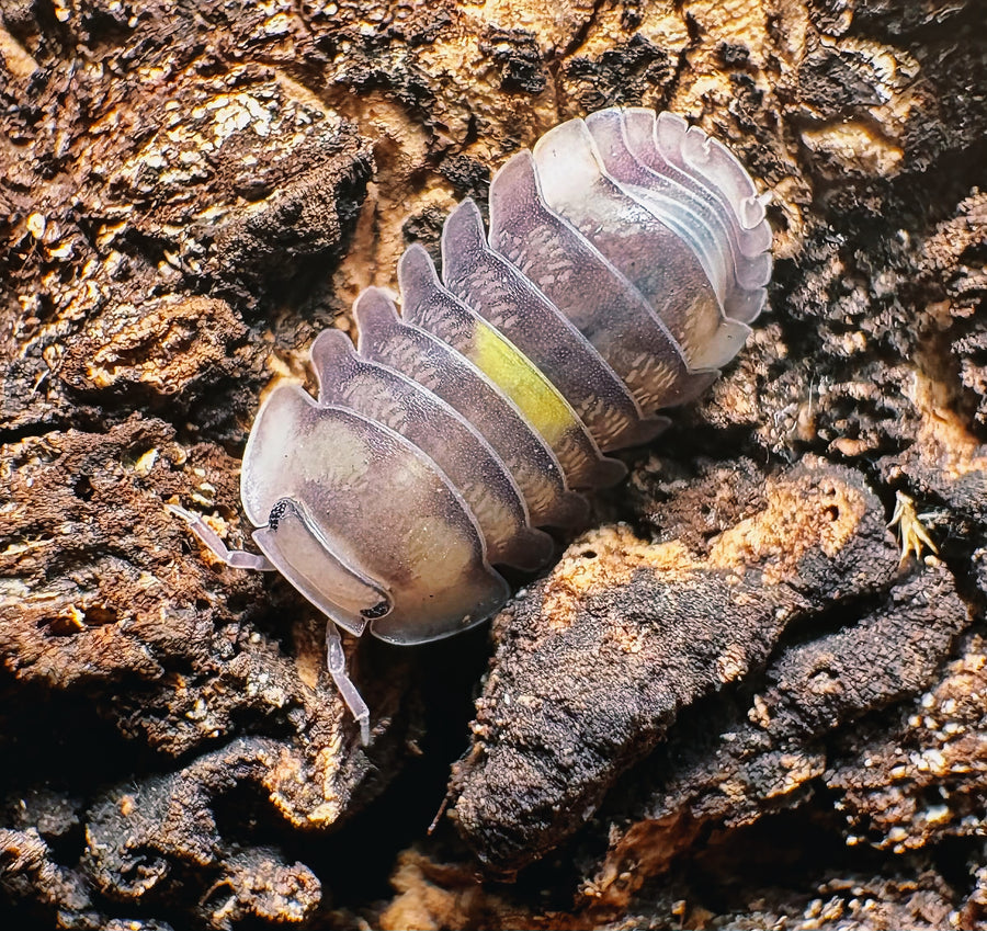 Cubaris sp "Amber Firefly DCF"