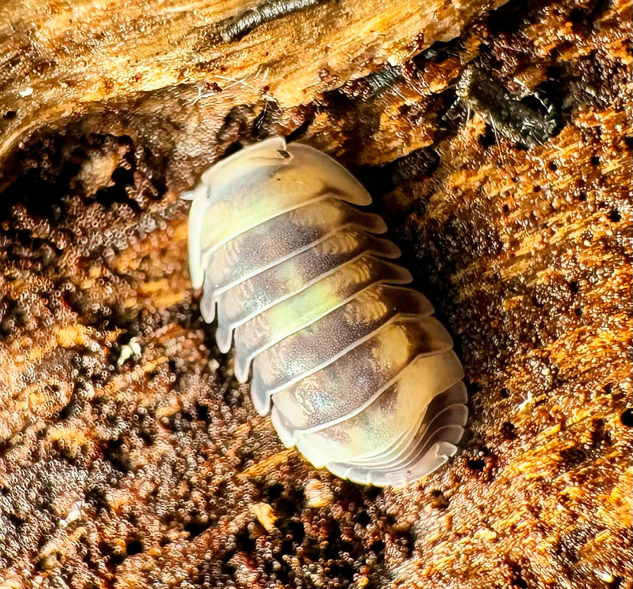Cubaris sp "Amber Firefly DCF"